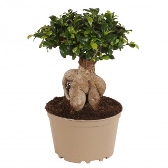 Planta Interior Ficus Ginseng Carbon Free V20 UN