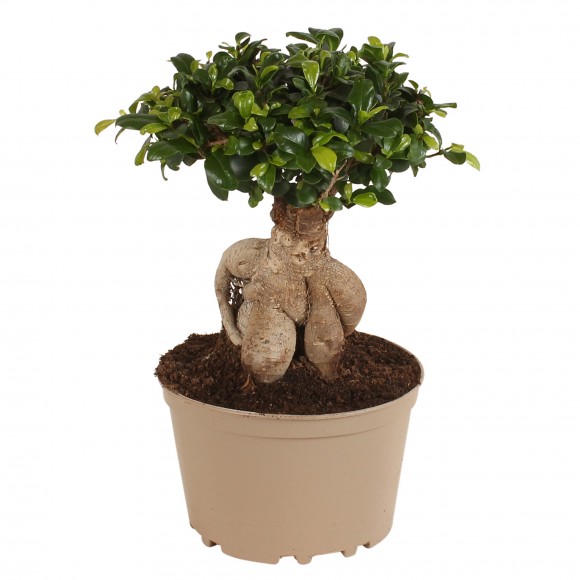 Planta Interior Ficus Ginseng Carbon Free V20 UN