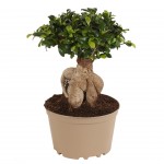 Planta Interior Ficus Ginseng Carbon Free V20 UN