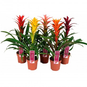 Planta Interior Guzmania Mix V12 (1 Unidade)