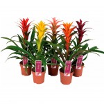 Planta Interior Guzmania Mix V12 (1 Unidade)