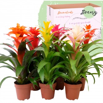 Planta Interior Guzmania Cupcake Mix V12 (1 Unidade)