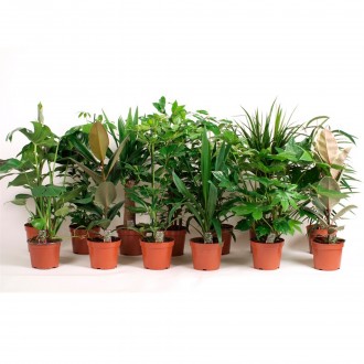Planta Interior Mix Verdes V17 (1 Unidade)