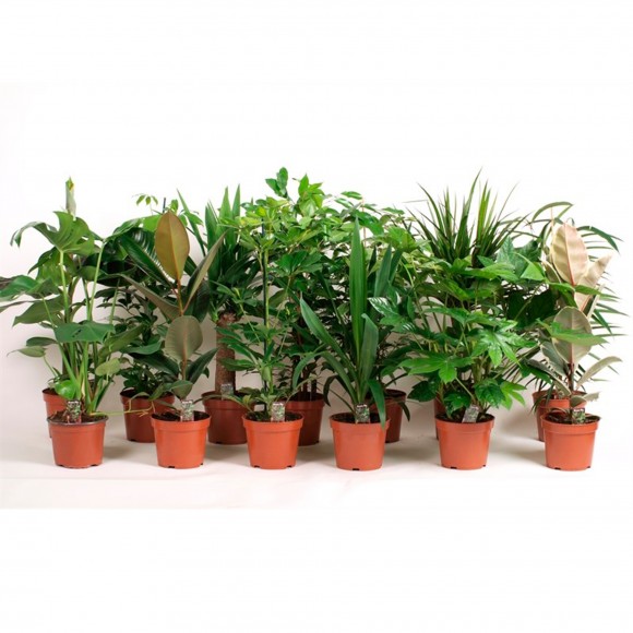 Planta Interior Mix Verdes V17 (1 Unidade)
