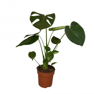 Planta Interior Monstera Deliciosa V14 UN