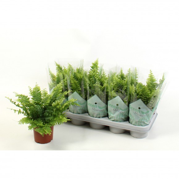 Planta Interior Nephrolepsis Green Moment V12 UN
