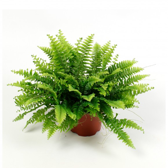Planta Interior Nephrolepsis Green Moment V12 UN