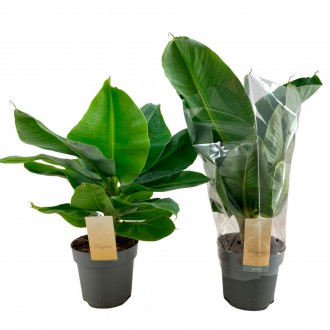 Planta Interior Musa Tropicana Sleeve V17 (1 Unidade)