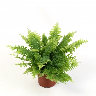 NEPHROLEPSIS GREEN M V12