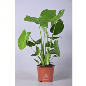 Planta Interior Monstera Deliciosa V17 UN