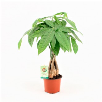 Planta Interior Pachira V12 UN