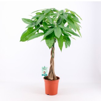 Planta Interior Pachira V19 UN