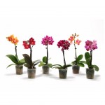 Planta Interior Phalanopsis 1 Var  V7 (1 Unidade)