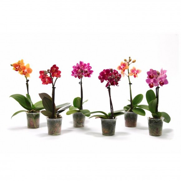 Planta Interior Phalanopsis 1 Var  V7 (1 Unidade)
