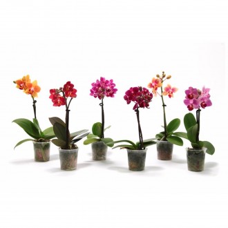 Planta Interior Phalanopsis 1 Var  V7 (1 Unidade)
