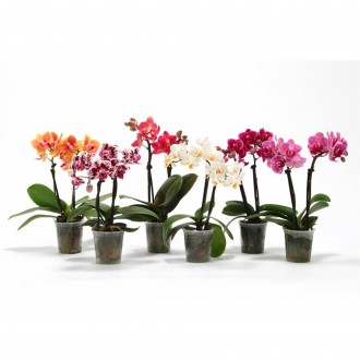 Planta Interior Phalanopsis  2  Var  V7 (1 Unidade)