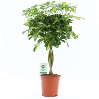 Planta Interior Scheffera Gold Capella V19 UN