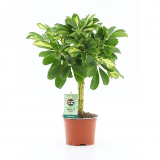 Planta Interior Scheffera Capella V12 UN