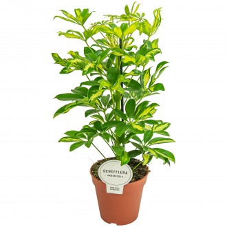 SCHEFFERA GERDA V13