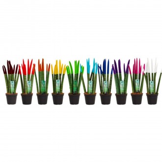 Planta Interior Sanseviera Mix Velvet V8,5 (1 Unidade)