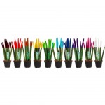 Planta Interior Sanseviera Mix Velvet V8,5 (1 Unidade)
