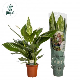 Planta Interior Spathiphylium Bingo Cupido V19 UN