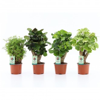 Planta Interior Polysclas Mix V12 (1 Unidade)