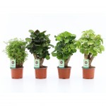 Planta Interior Polysclas Mix V12 (1 Unidade)