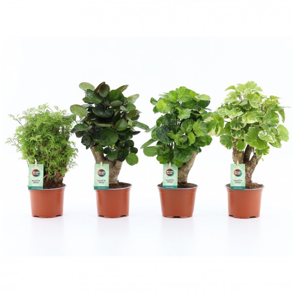 Planta Interior Polysclas Mix V12 (1 Unidade)