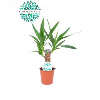 Planta Interior Yucca V12 UN