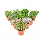 Planta Exterior Suculentas Mix V12 (1 Unidade)
