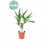Planta Interior Yucca V12 UN