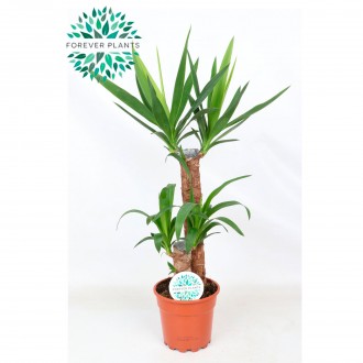 Planta Interior Yucca V17 UN