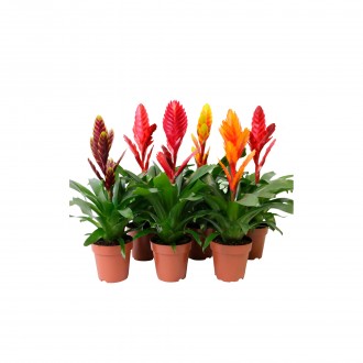 Planta Interior Vriesea Classic Mix V12 (1 Unidade)