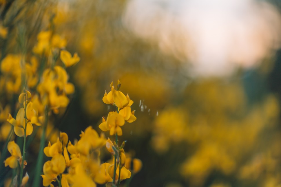 Os melhores adubos naturais para as culturas de Vero