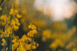 Os melhores adubos naturais para as culturas de Vero