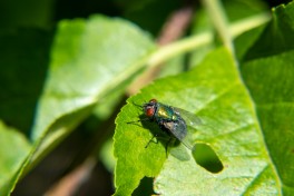 Pragas comuns no Jardim. Como identificar e prevenir?