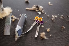 Tosquiar ou não tosquiar? Cuidados com o pelo de cães e gatos Tosquiar ou não tosquiar? Cuidados com o pelo de cães e gatos