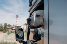 Frias de Vero e Animais: o que levar e como preparar