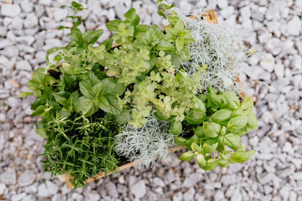 Plantas Aromticas: cultivo, usos e benefcios