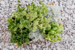 Plantas Aromticas: cultivo, usos e benefcios
