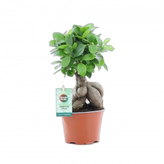Planta Interior Ficus Ginseng V12 UN