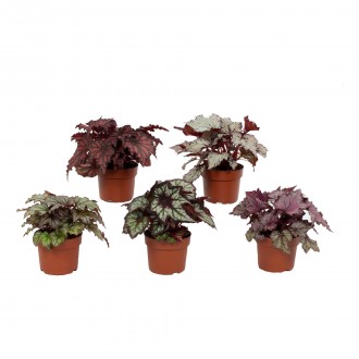 Planta Interior Begonia Blad Rex Mix V12 (1 Unidade)