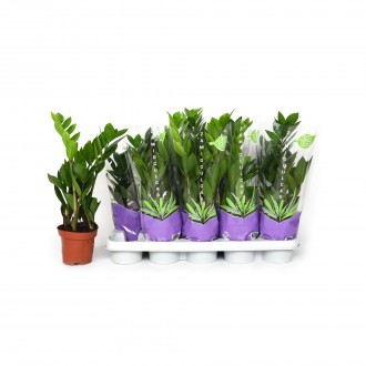Planta Interior Zamioculcas V12 (1 Unidade)
