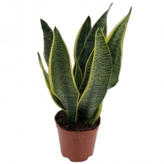Planta Interior Sanseviera Futura V12 UN