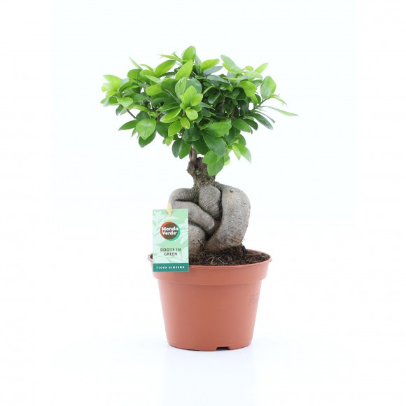 Planta Interior Ficus Ginseng V15 UN