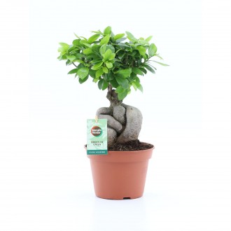 Planta Interior Ficus Ginseng V15 UN