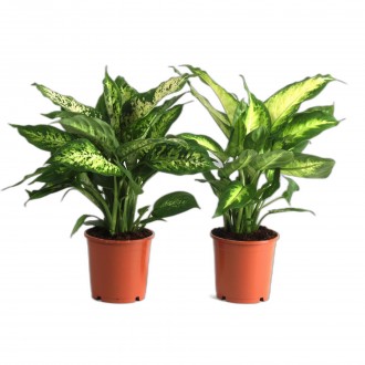DIEFFENBACHIA CAMILLA V12 (VENDIDO  UNIDADE)