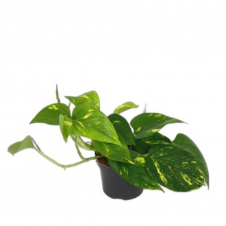 EPIPREMMUM PIN AUREUM V12