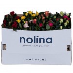 Planta Exterior Rosa Patiohit V13 (1 Unidade)
